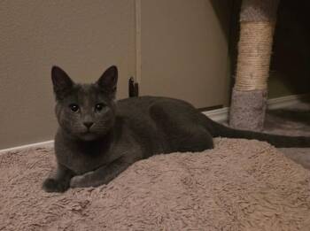 Domestic Short Hair Cats Available for Adoption - Sky | PetCurious