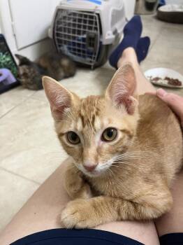NoDavid -  Domestic Short Hair Cat for Adoption in Dallas, Texas - NoDavid | PetCurious
