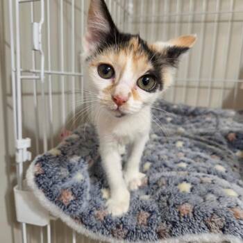 Pecan -  Domestic Short Hair Cat for Adoption in Chattanooga, Tennessee - Pecan | PetCurious
