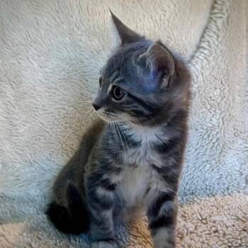 Roby -  Domestic Short Hair Cat for Adoption in Medford, Oregon - Roby | PetCurious