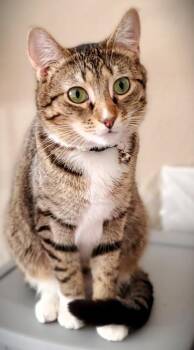 Domestic Short Hair Cats Available for Adoption in St. Peters, Missouri - Squeaker | PetCurious