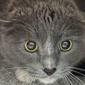 Rescue Domestic Short Hair Cats for Adoption in Lake Havasu City, Arizona - Wanda | PetCurious