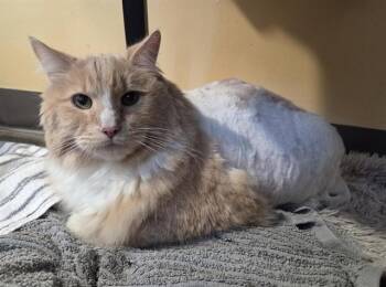 BUSTER -  Domestic Long Hair Cat for Adoption in Sacramento, California - BUSTER | PetCurious