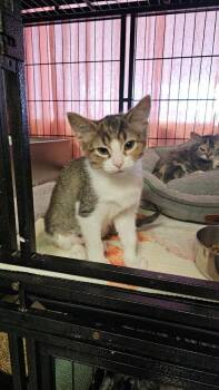 Baby Bottle Pop -  Domestic Short Hair Cat for Adoption in Chicago, Illinois - Baby Bottle Pop | PetCurious