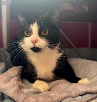 Rescue Domestic Short Hair Cats for Adoption in Willmar, Minnesota - Midnight | PetCurious