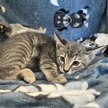 Kronk -  Domestic Short Hair Cat for Adoption in Redwood City, California - Kronk | PetCurious