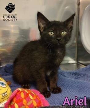 Ariel -  Domestic Short Hair Cat for Adoption in Heath, Ohio - Ariel | PetCurious
