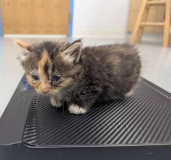 Rescue Domestic Short Hair Cats for Adoption in Hartsville, South Carolina - Smila | PetCurious