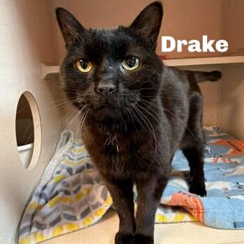 Domestic Short Hair Cats Available for Adoption in Gladstone, Michigan - Drake 260244 | PetCurious