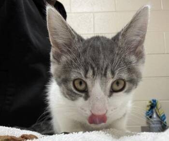 Sakura -  Domestic Short Hair Cat for Adoption in Westland, Michigan - Sakura | PetCurious