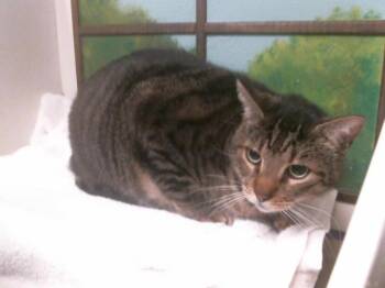 Domestic Short Hair Cats Available for Adoption - MARX | PetCurious