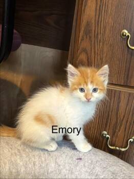Emory -  Domestic Medium Hair Cat for Adoption in Darien, Georgia - Emory | PetCurious