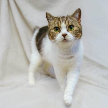 Manx Cats Available for Adoption in Versailles, Kentucky - Bea | PetCurious