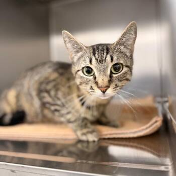 Sarah -  Domestic Short Hair Cat for Adoption in Spokane, Washington - Sarah | PetCurious