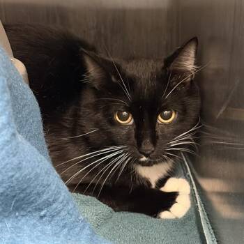 VCR -  Domestic Medium Hair Cat for Adoption in Methuen, Massachusetts - VCR | PetCurious