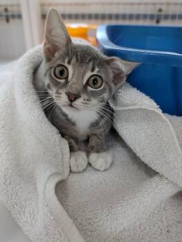 Subaru -  Domestic Short Hair Cat for Adoption in Melbourne, Florida - Subaru | PetCurious