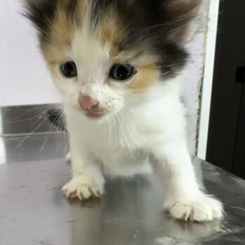 Eloise -  Domestic Short Hair Cat for Adoption in Grinnell, Iowa - Eloise | PetCurious