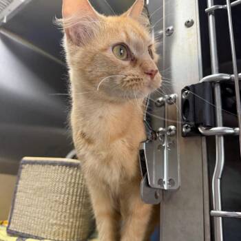 Princess Warlock -  Domestic Long Hair Cat for Adoption in Detroit Lakes, Minnesota - Princess Warlock | PetCurious