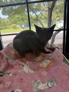 Dove -  Domestic Short Hair Cat for Adoption in Harbor Springs, Michigan - Dove | PetCurious