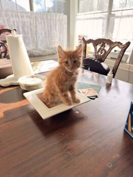 Clifford -  Domestic Long Hair Cat for Adoption in Mckinney, Texas - Clifford | PetCurious