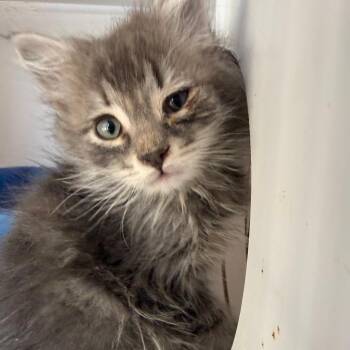 Domestic Short Hair Cats Available for Adoption in Kanab, Utah - Bazooka | PetCurious