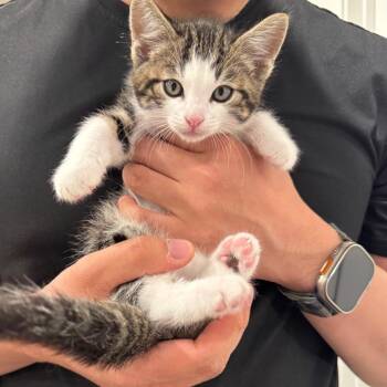 Domestic Short Hair Cats Available for Adoption in Sunnyvale, California - Cloe | PetCurious