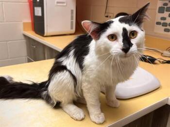 CUDDLES -  Domestic Long Hair Cat for Adoption in Colorado Springs, Colorado - CUDDLES | PetCurious