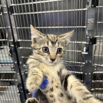 Boom -  Domestic Short Hair Cat for Adoption in Greensboro, North Carolina - Boom | PetCurious