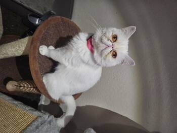Rescue Exotic Shorthair Cats for Adoption in Belle Isle, Florida - Polly | PetCurious