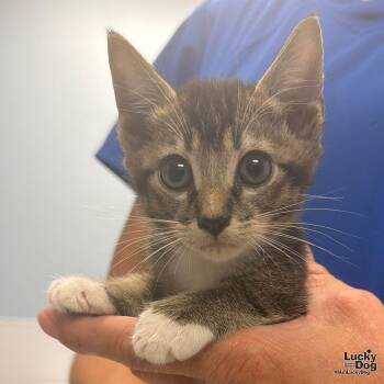 Loki -  Domestic Short Hair Cat for Adoption in Washington, District Of Columbia - Loki | PetCurious