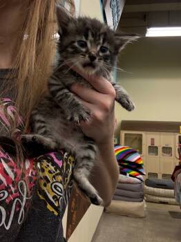 Rescue Domestic Short Hair Cats for Adoption in Town 