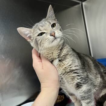 Rescue Domestic Short Hair Cats for Adoption in Oneonta, New York - Iris | PetCurious