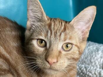Rescue Domestic Short Hair Cats for Adoption in Sherwood, Oregon - Cashmere | PetCurious