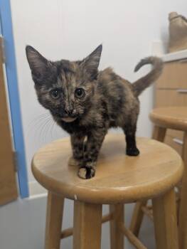 Rescue Domestic Short Hair Cats for Adoption in Hartsville, South Carolina - Coco | PetCurious
