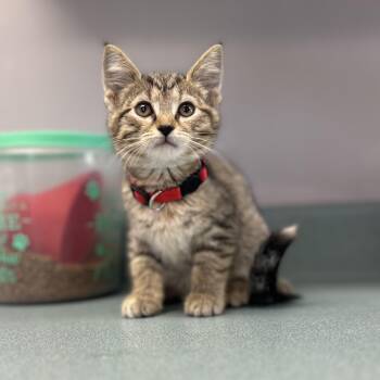 Delilah -  Domestic Short Hair Cat for Adoption in Bardstown, Kentucky - Delilah | PetCurious