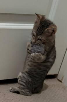 Easton -  Domestic Short Hair Cat for Adoption in The Woodlands, Texas - Easton | PetCurious
