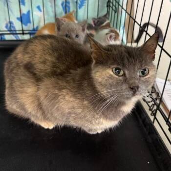 Nolan -  Domestic Short Hair Cat for Adoption in Fairfax Station, Virginia - Nolan | PetCurious