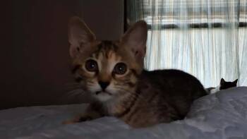Nancy -  Domestic Short Hair Cat for Adoption in Topeka, Kansas - Nancy | PetCurious