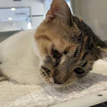 Monica -  Domestic Short Hair Cat for Adoption in Oak Park, Illinois - Monica | PetCurious