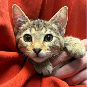 Rescue Domestic Short Hair Cats for Adoption in Hemet, California - Susan | PetCurious