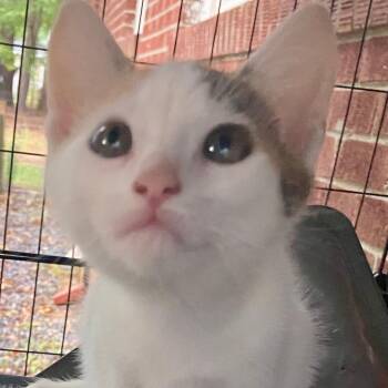 Lucia -  Domestic Short Hair and Tortoiseshell Cat for Adoption in Gastonia, North Carolina - Lucia | PetCurious