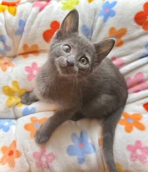 Rescue Domestic Short Hair Cats for Adoption in Wayne, New Jersey - Monaco | PetCurious