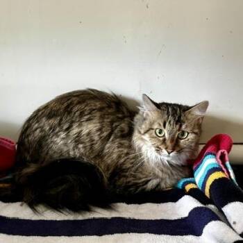 Artemis -  Domestic Long Hair Cat for Adoption in Poplar Bluff, Missouri - Artemis | PetCurious
