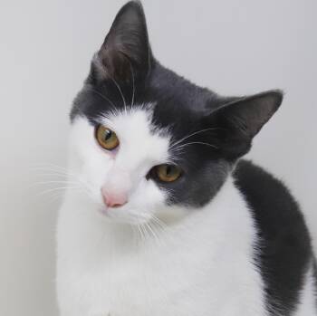 Cinderella is a dream come true - EPIC THERAPY kitten - RESCUE F -  Russian Blue and Turkish Van Cat for Adoption in Bedford Hills, New York - Cinderella Is A Dream Come True - EPIC THERAPY Kitten - RESCUE F | PetCurious
