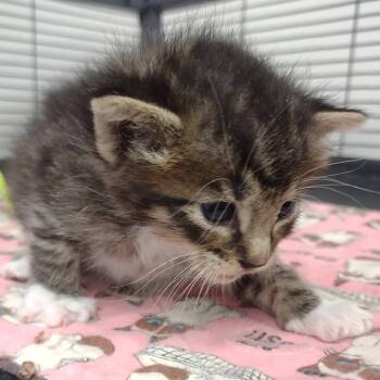 Bean -  Domestic Short Hair Cat for Adoption in Hannibal, Missouri - Bean | PetCurious