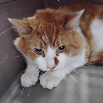 Domestic Medium Hair Cats Available for Adoption - Kane | PetCurious