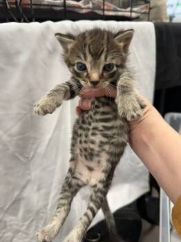 Rescue Domestic Short Hair Cats for Adoption in Town 