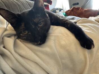 Tortoiseshell Cats Available for Adoption - Croissant | PetCurious
