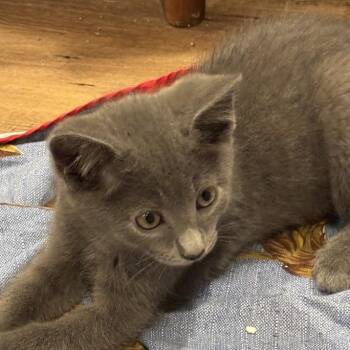 Walker -  Domestic Short Hair Cat for Adoption in Johnson City, Tennessee - Walker | PetCurious