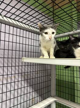 Rescue Domestic Short Hair Cats for Adoption in Pinellas Park, Florida - Sage | PetCurious
